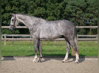 Thüringer Warmbloed, Ruin, 4 Jaar, 170 cm, Appelschimmel