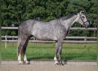 Thüringer Warmbloed, Ruin, 4 Jaar, 170 cm, Appelschimmel