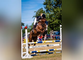 Thüringer Warmblut, Stute, 5 Jahre, 166 cm, Fuchs