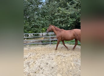 Thüringer Warmblut, Wallach, 24 Jahre, 170 cm, Fuchs