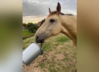Thüringer Warmblut Mix, Wallach, 2 Jahre, 150 cm, Falbe