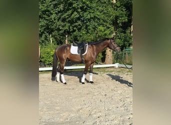 Thüringer Warmblut, Wallach, 4 Jahre, 163 cm, Brauner