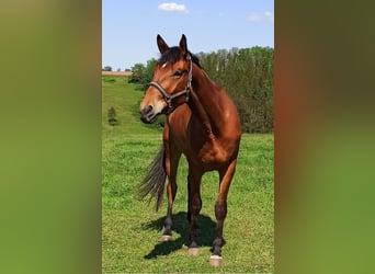 Thüringer Warmblut, Wallach, 4 Jahre, 176 cm, Brauner