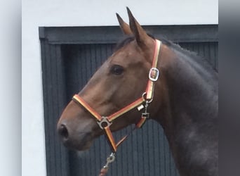 Thüringer Warmblut, Wallach, 9 Jahre, 163 cm, Brauner