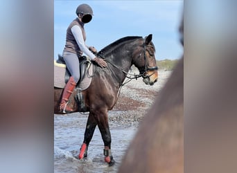 Thüringer Warmblut, Wallach, 9 Jahre, 175 cm, Dunkelbrauner