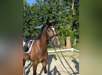 Thuringian Warmblood, Gelding, 4 years, 16 hh, Brown