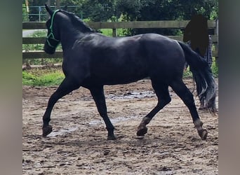 Thuringian Warmblood, Gelding, 5 years, 16.3 hh, Black