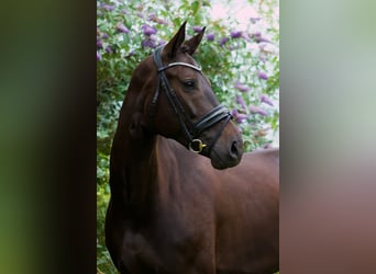 Thuringian Warmblood, Mare, 6 years, 16.1 hh, Bay-Dark