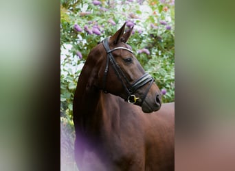 Thuringian Warmblood, Mare, 6 years, 16,1 hh, Bay-Dark