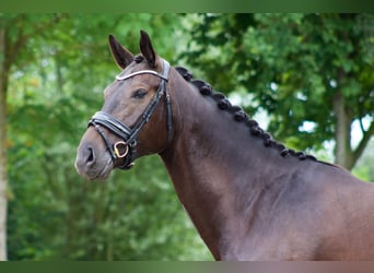 Thuringian Warmblood, Mare, 6 years, 16.1 hh, Bay-Dark