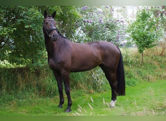 Thuringian Warmblood, Mare, 6 years, 16,1 hh, Bay-Dark