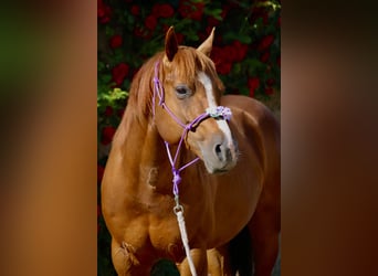 American Quarter Horse, Stallion, 8 years, 5.3 hh, Chestnut-Red
