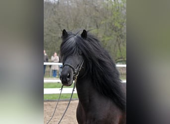 Icelandic Horse, Stallion, 28 years, Black
