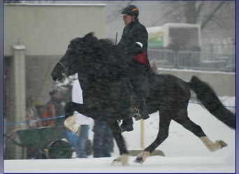 Icelandic Horse, Stallion, 28 years, Black
