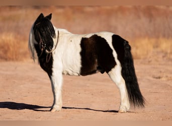 Tinker Mestizo, Caballo castrado, 10 años, 122 cm