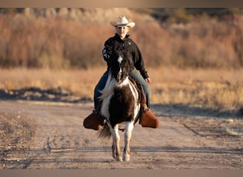 Tinker Mestizo, Caballo castrado, 10 años, 122 cm