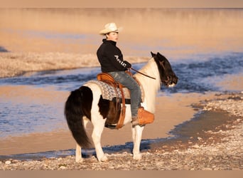 Tinker Mestizo, Caballo castrado, 10 años, 122 cm