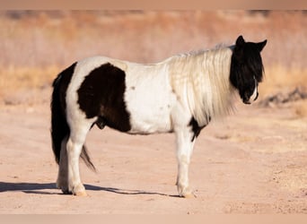 Tinker Mestizo, Caballo castrado, 10 años, 122 cm