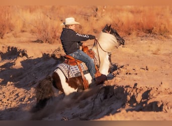 Tinker Mestizo, Caballo castrado, 10 años, 122 cm