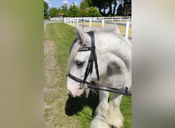 Tinker, Caballo castrado, 10 años, 133 cm, Tordo