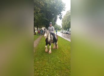 Tinker, Caballo castrado, 10 años, 135 cm, Pío