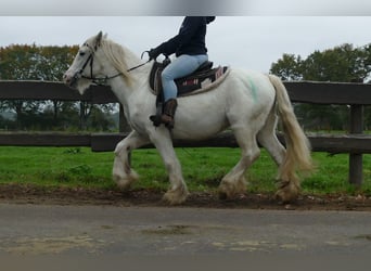Tinker, Caballo castrado, 10 años, 139 cm, Tordo