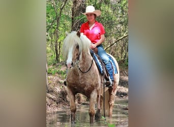 Tinker, Caballo castrado, 10 años, 142 cm, Palomino