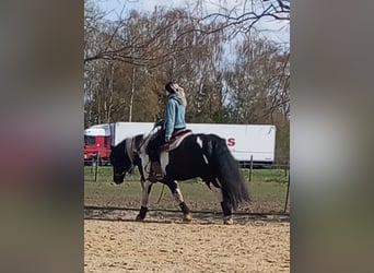 Tinker Mestizo, Caballo castrado, 10 años, 143 cm, Pío