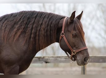 Tinker Mestizo, Caballo castrado, 10 años, 147 cm, Ruano azulado
