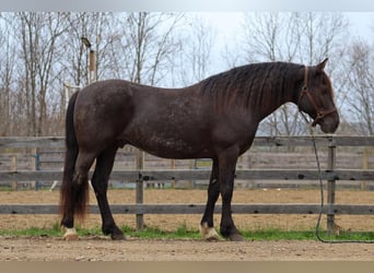 Tinker Mestizo, Caballo castrado, 10 años, 147 cm, Ruano azulado