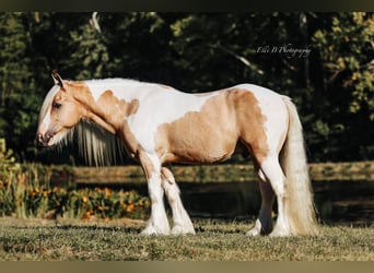 Tinker, Caballo castrado, 10 años, 150 cm
