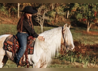 Tinker, Caballo castrado, 10 años, 150 cm