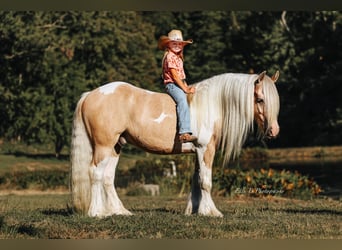 Tinker, Caballo castrado, 10 años, 150 cm