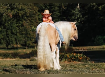 Tinker, Caballo castrado, 10 años, 150 cm, Pío