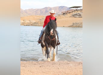 Tinker, Caballo castrado, 10 años, 152 cm, Pío