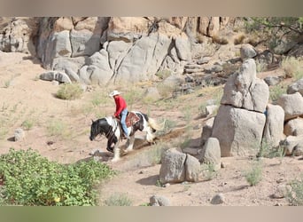 Tinker, Caballo castrado, 10 años, 152 cm, Pío