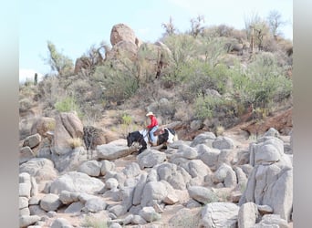 Tinker, Caballo castrado, 10 años, 152 cm, Pío