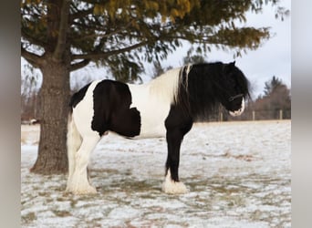 Tinker, Caballo castrado, 10 años, 155 cm