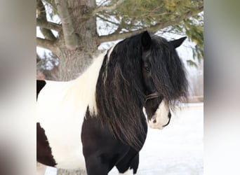 Tinker, Caballo castrado, 10 años, 155 cm