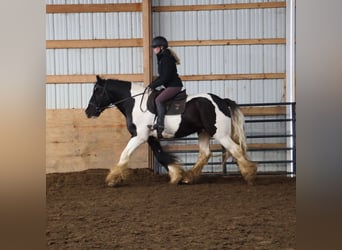Tinker, Caballo castrado, 10 años, 155 cm