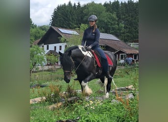 Tinker, Caballo castrado, 10 años, 155 cm, Pío