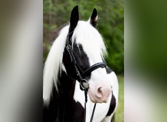 Tinker, Caballo castrado, 10 años, 157 cm
