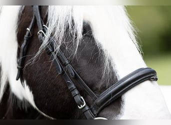 Tinker, Caballo castrado, 10 años, 157 cm
