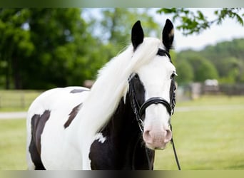 Tinker, Caballo castrado, 10 años, 157 cm