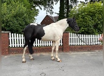 Tinker, Caballo castrado, 10 años, 168 cm, Pío