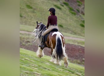 Tinker, Caballo castrado, 10 años, Pío