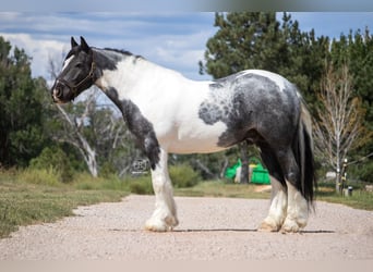 Tinker, Caballo castrado, 10 años, Pío