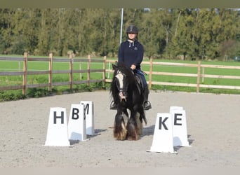 Tinker, Caballo castrado, 11 años, 126 cm, Negro