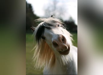 Tinker, Caballo castrado, 11 años, 135 cm, Tordo