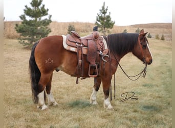 Tinker Mestizo, Caballo castrado, 11 años, 140 cm, Castaño-ruano